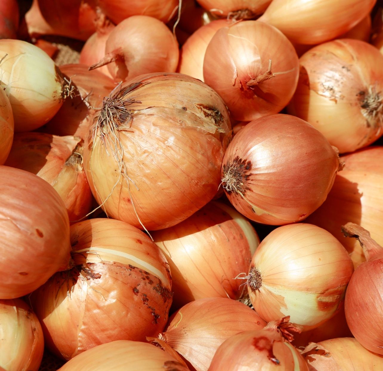 25Lbs Yellow and white onions for $10