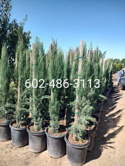 Italian Cypress Pinos