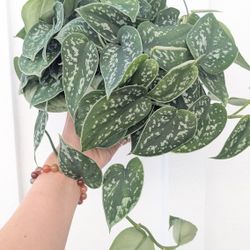 Scindapsus Pictus Argyraeus Silver Satin Pothos Plant 6" Pot - Indoor House Plants 