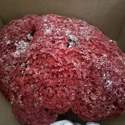 Real Red Coral plus free coral