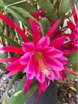 Flowering orchid cactus