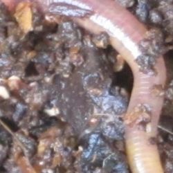 Worm Leachate
