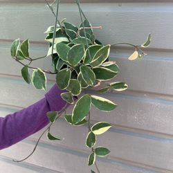 6” hoya queen