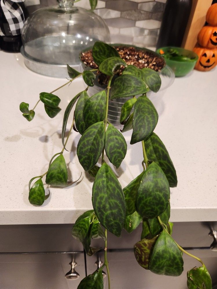 6 Inch Indoor Plant