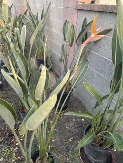 Plants