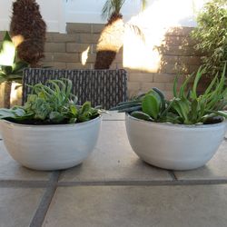 Pair Of Light Gray & Gray Rim Garden Pots With Succulents