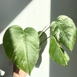 Monstera Albo
