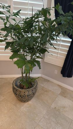 Plants
