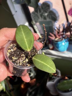 dischidia lancifolia