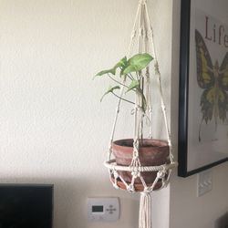 Macrame Plant Hanger
