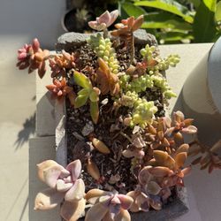 Life Succulent With Handmade Concrete Pot