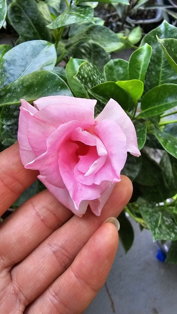 Rare Variety! Double Pink Mandeville Flower Live Plant, Rooted