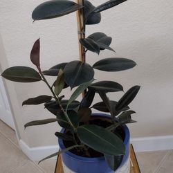 Rubber Plant(Ficus Elastica), Ceramic Pot,4 Plants In 