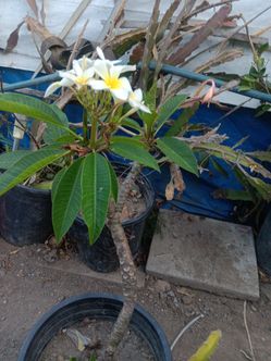 Plumeria
