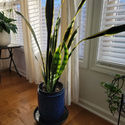 Snake Plant Without Pot