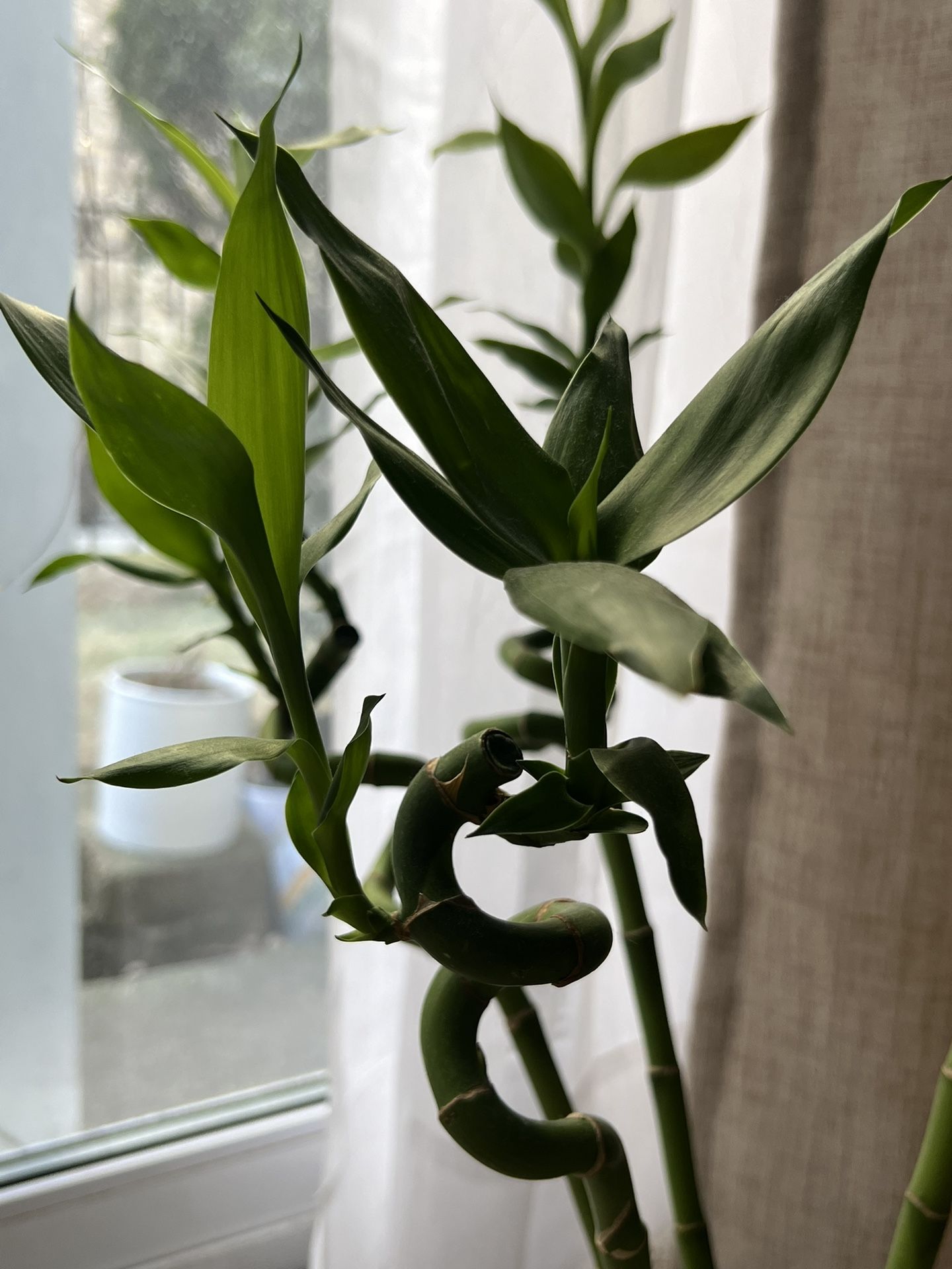 Dracaena sanderiana, water bamboo