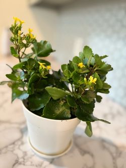 Decorative indoor live kalanchoe healthy plant with 5 in indoor pot(partial sunshade enough)
