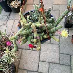 3 Flower Color Cactus In Same Pot.  