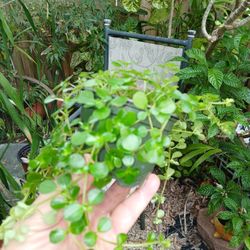 Baby Tears Pilea Houseplant 