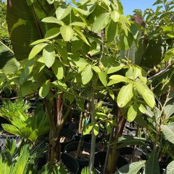Avocado Tree