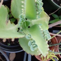 Mother of a thousand succulent