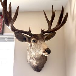 Mule Deer