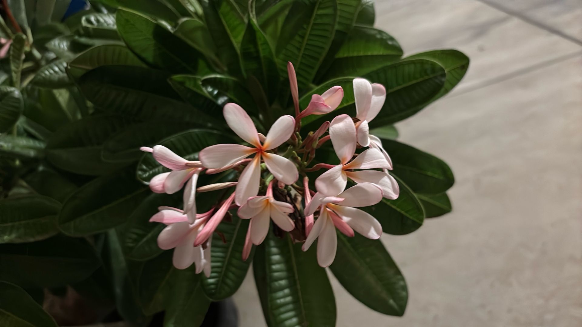 plumeria Singapur rosa