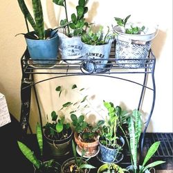 Moving Sale!! Plants $5 each, Planter $10