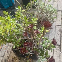 Succulents 