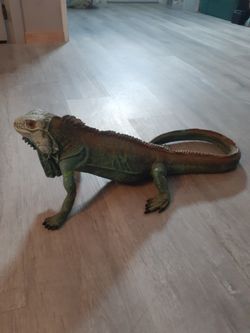 Life like Iguana