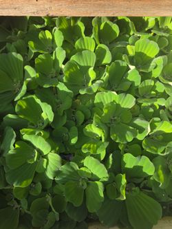 Water Lettuce - $5 for 5 stems - Pond / Aquarium floating plant