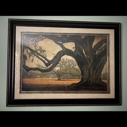  Oak tree . Framed  Print 