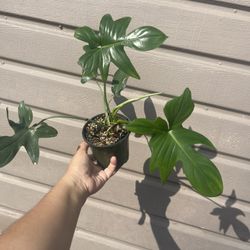 4” Horse Head Philodendron