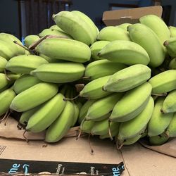 Blue Java Banana Trees