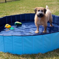 Unopened Dog POOL