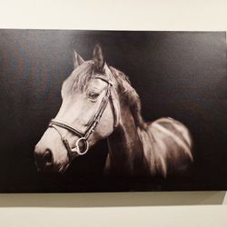 Horse Picture Canvas 