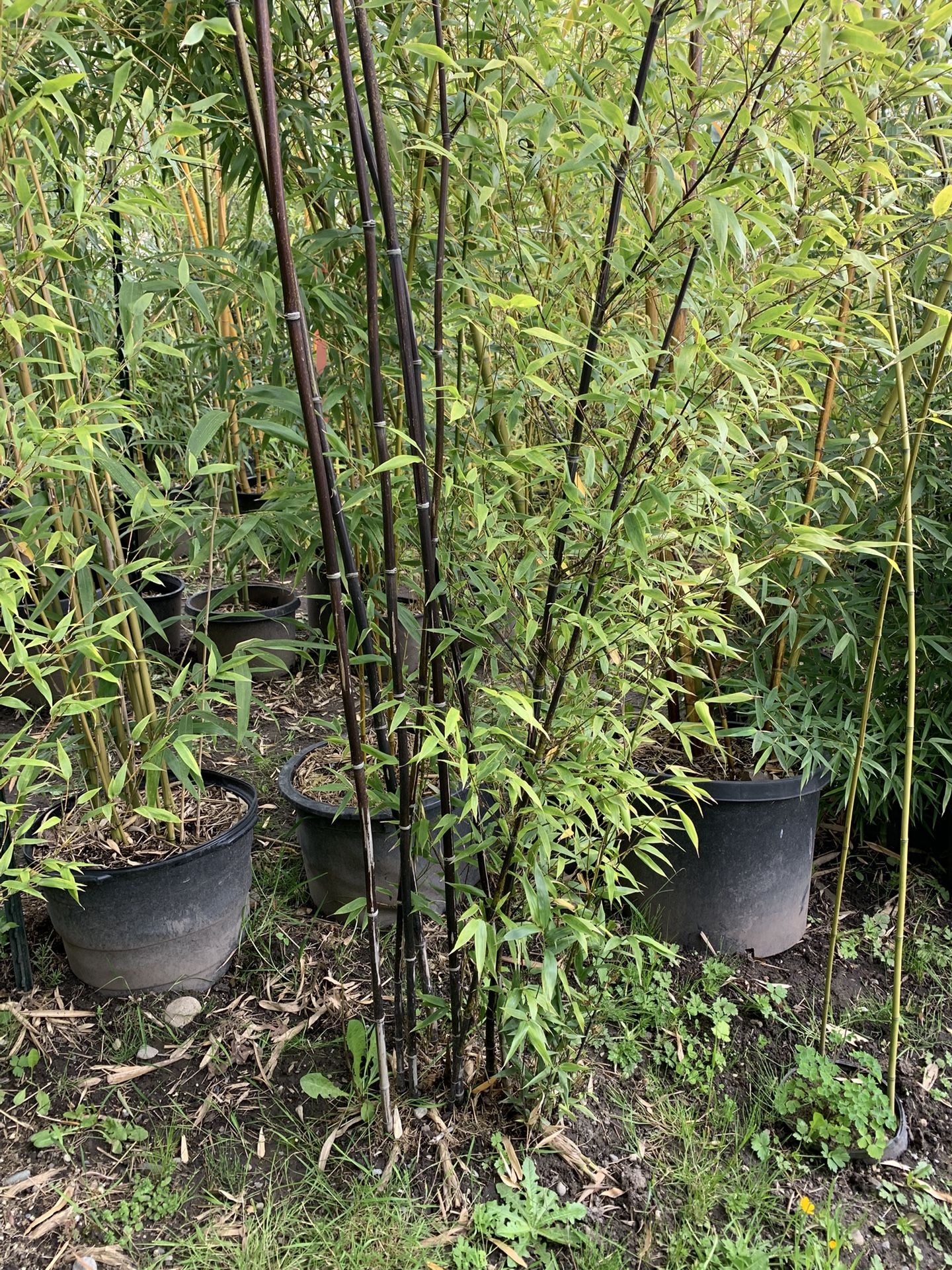 Free large clumps of Black bamboo