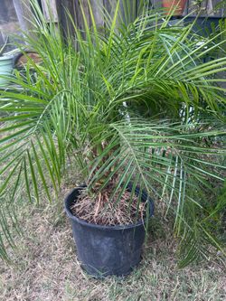Phoenix roebelenii