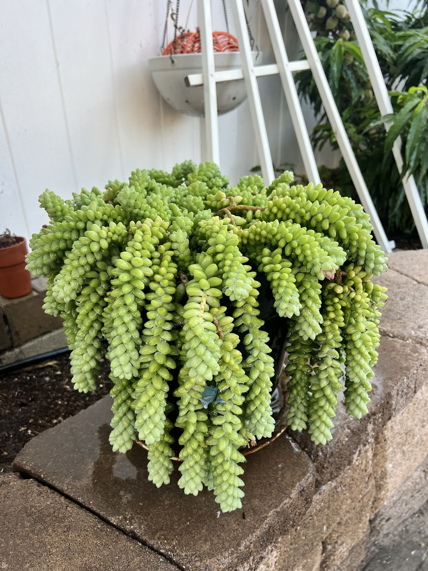 Donkey’s Tail Succulents