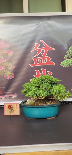 Bonsai Plants 