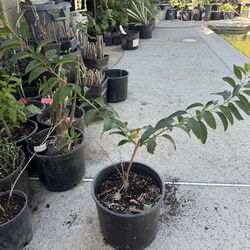 Yellow bells Forsythia