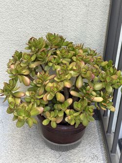 Jade Plant