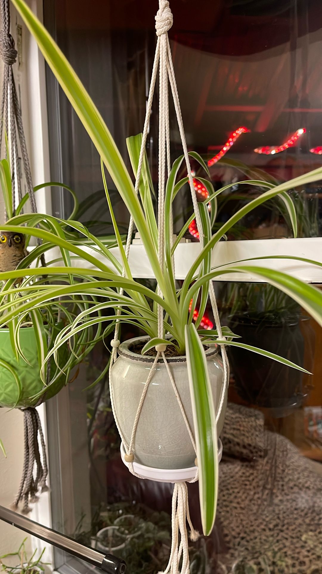 Spider House Plant In Cute Ceramic Pot 4.5"H