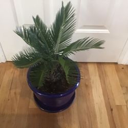 Palm Plant