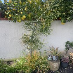 Euphorbia Tirucalli Succulent 