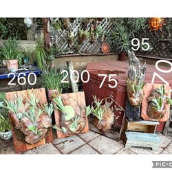 “ Hula Hands “ Staghorn Ferns For Sale: Multiple Choices