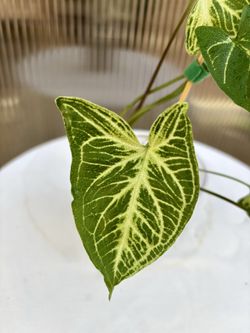Syngonium