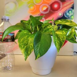 Golden Pothos Plant rooted In Water With A Ceramic Pot