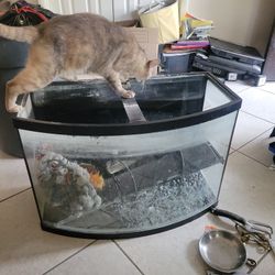 Fish Tank