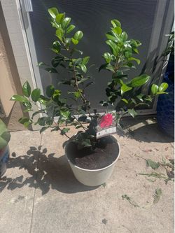 Camellia